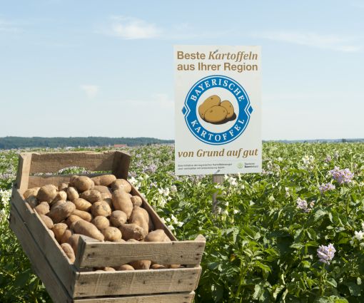 Mit rund 45.000 ha Kartoffelanbaufläche ist Bayern das zweitgrößte Kartoffelland in Deutschland Mit rund 45.000 ha Kartoffelanbaufläche ist Bayern das zweitgrößte Kartoffelland in Deutschland Teaser Bild